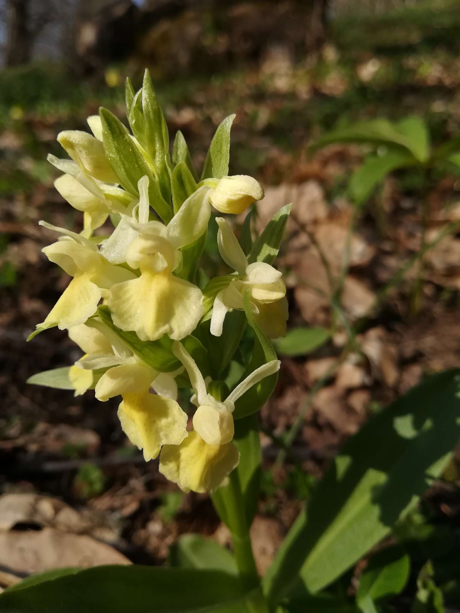 صورة Orchis pallens L.