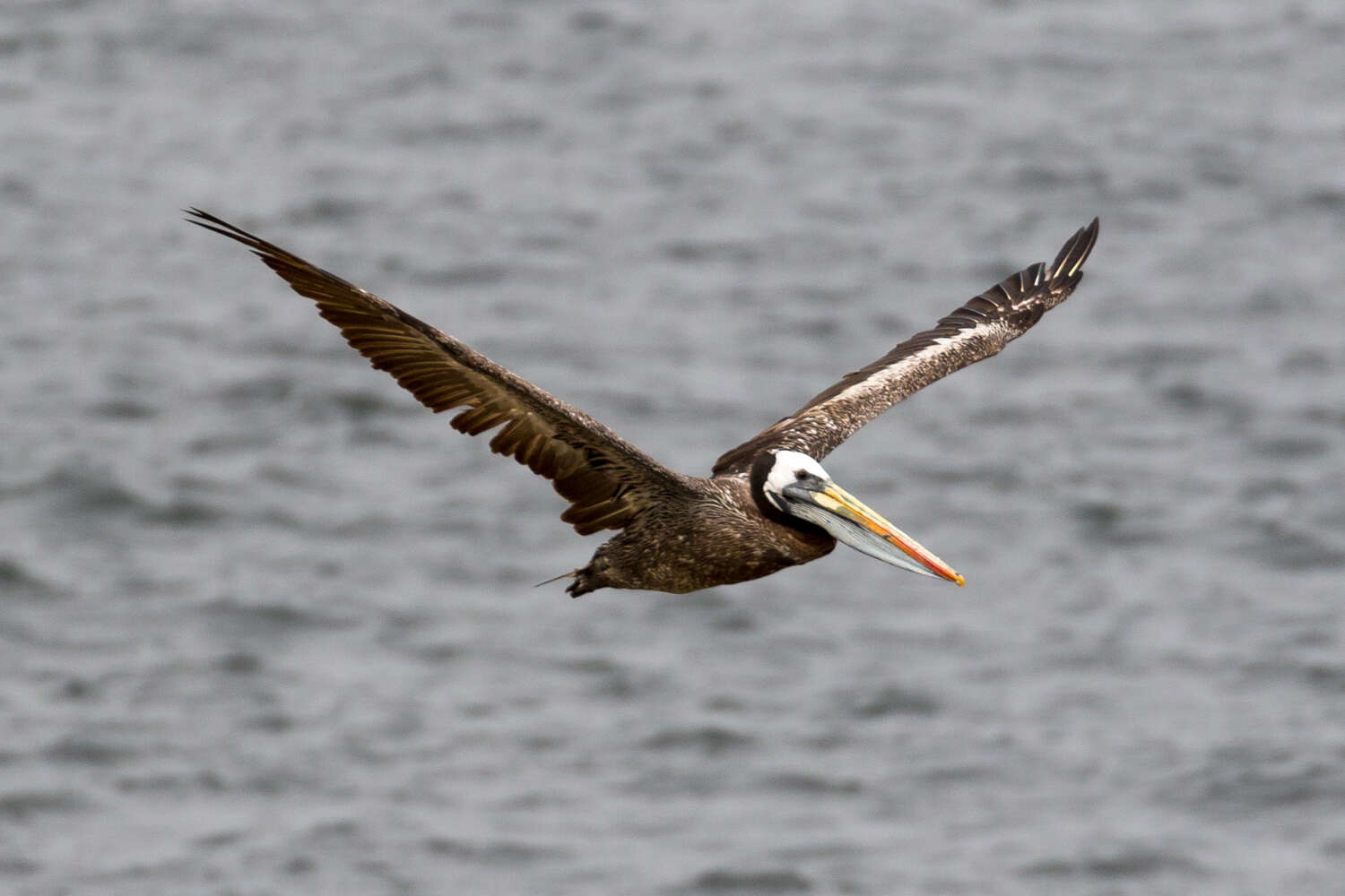 Image of Peruvian Pelican