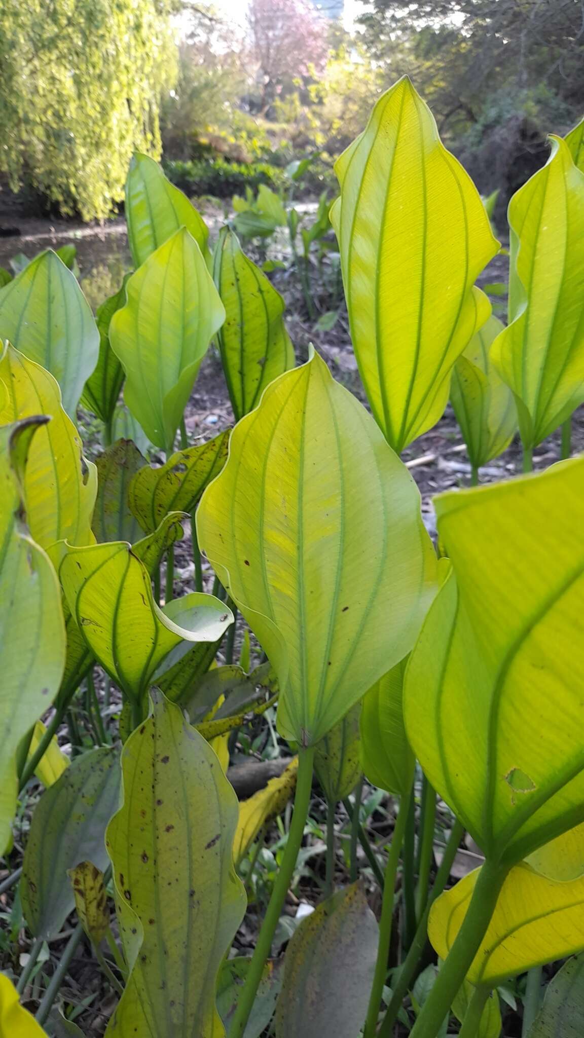 Слика од Echinodorus grandiflorus (Cham. & Schltdl.) Micheli