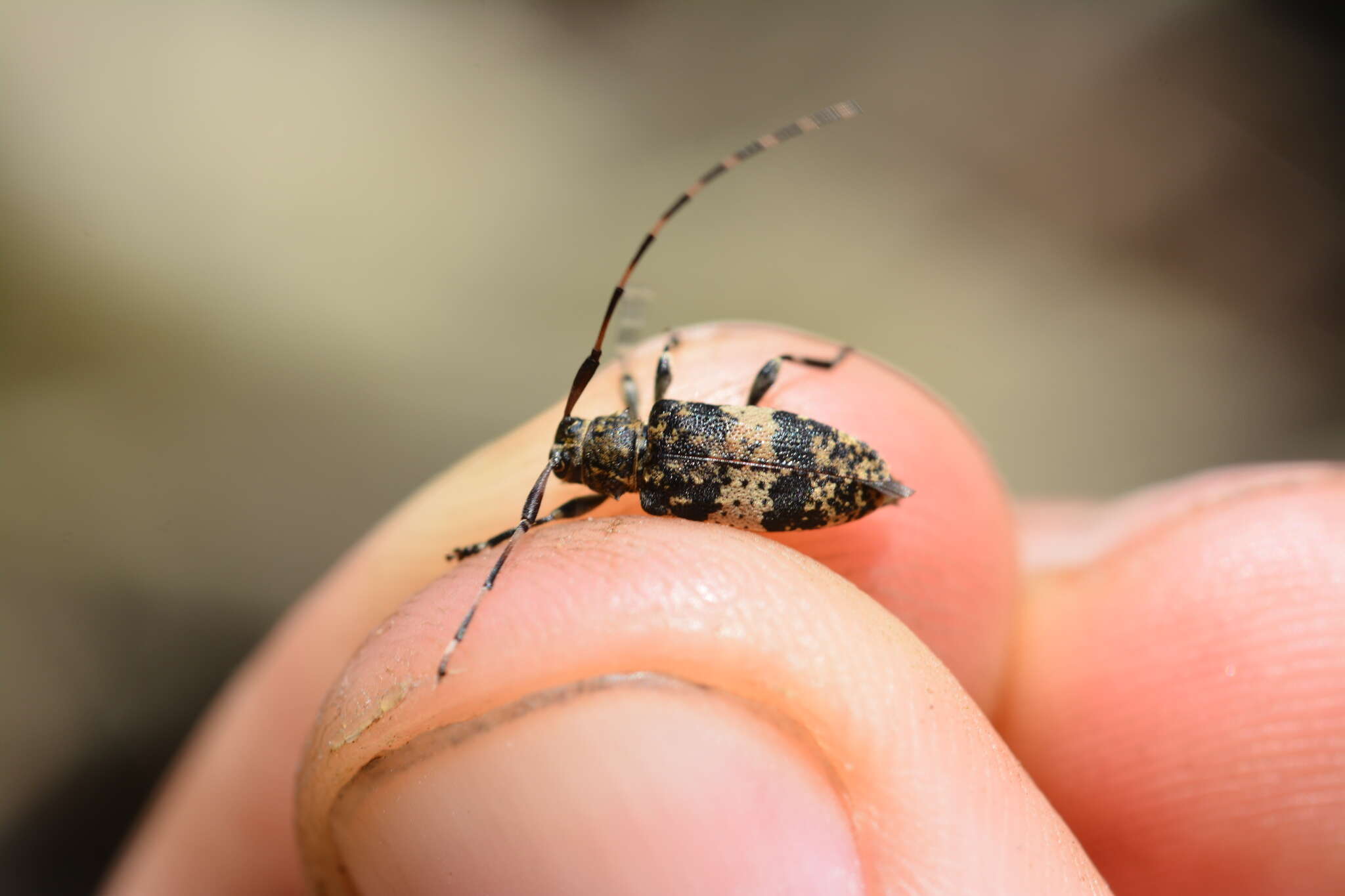 Image of Leiopus linnei Wallin, Nýlander & Kvamme 2009