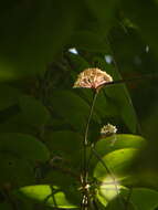 Image of Hoya acuta Haw.