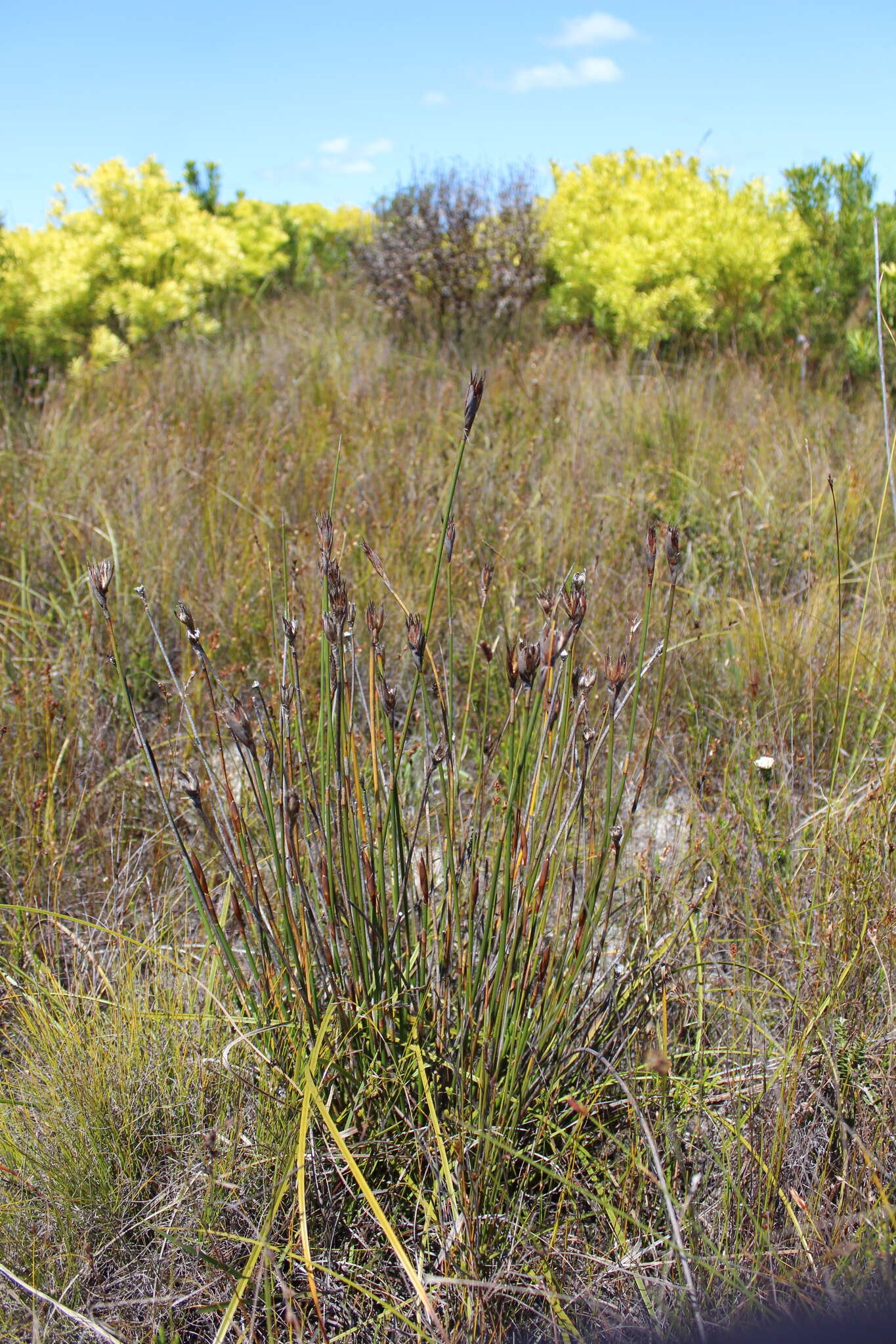 Image of Ceratocaryum pulchrum H. P. Linder