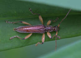 Слика од Ceresium pachymerum (Pascoe 1869)