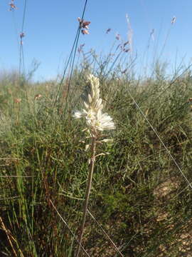 Image of Drimia fragrans (Jacq.) J. C. Manning & Goldblatt