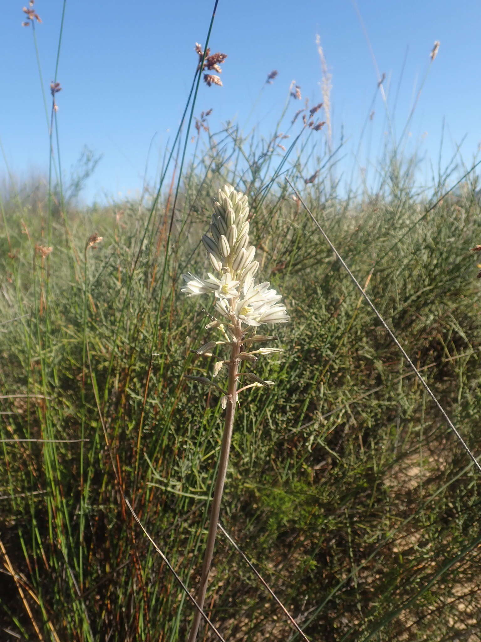 Plancia ëd Drimia fragrans (Jacq.) J. C. Manning & Goldblatt