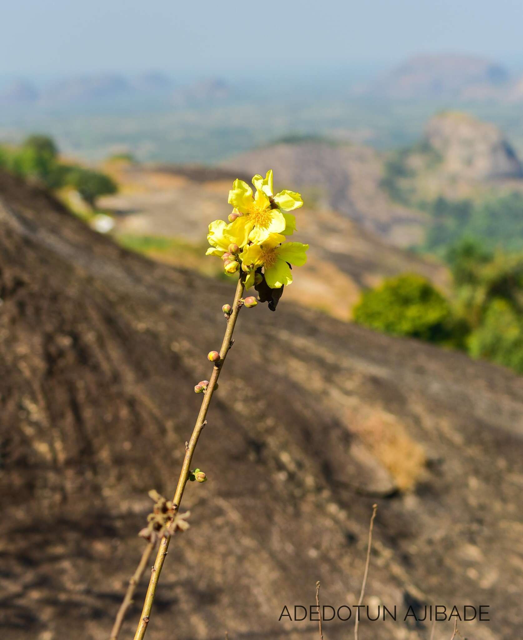 Image of Cochlospermum planchonii Hook. fil. ex Planch.