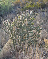 Image of tree cholla