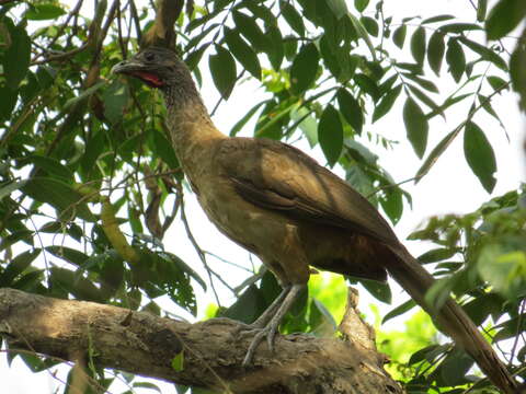 Image of Rufous-vented Chachalaca