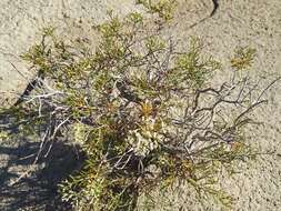 Imagem de Eriogonum leptophyllum (Torr. & Gray) Woot. & Standl.