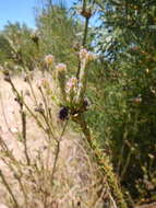 Image of Leucadendron thymifolium (Salisb. ex Knight) I. J. M. Williams