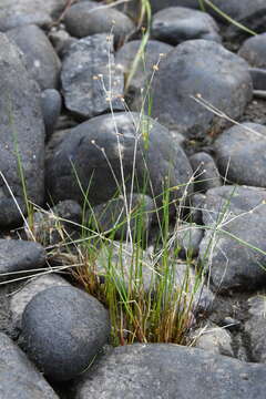 Imagem de Juncus alpinoarticulatus subsp. rariflorus (Hartm.) Holub