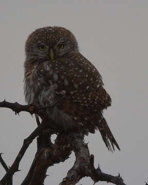 Image of Pearl-spotted Owlet