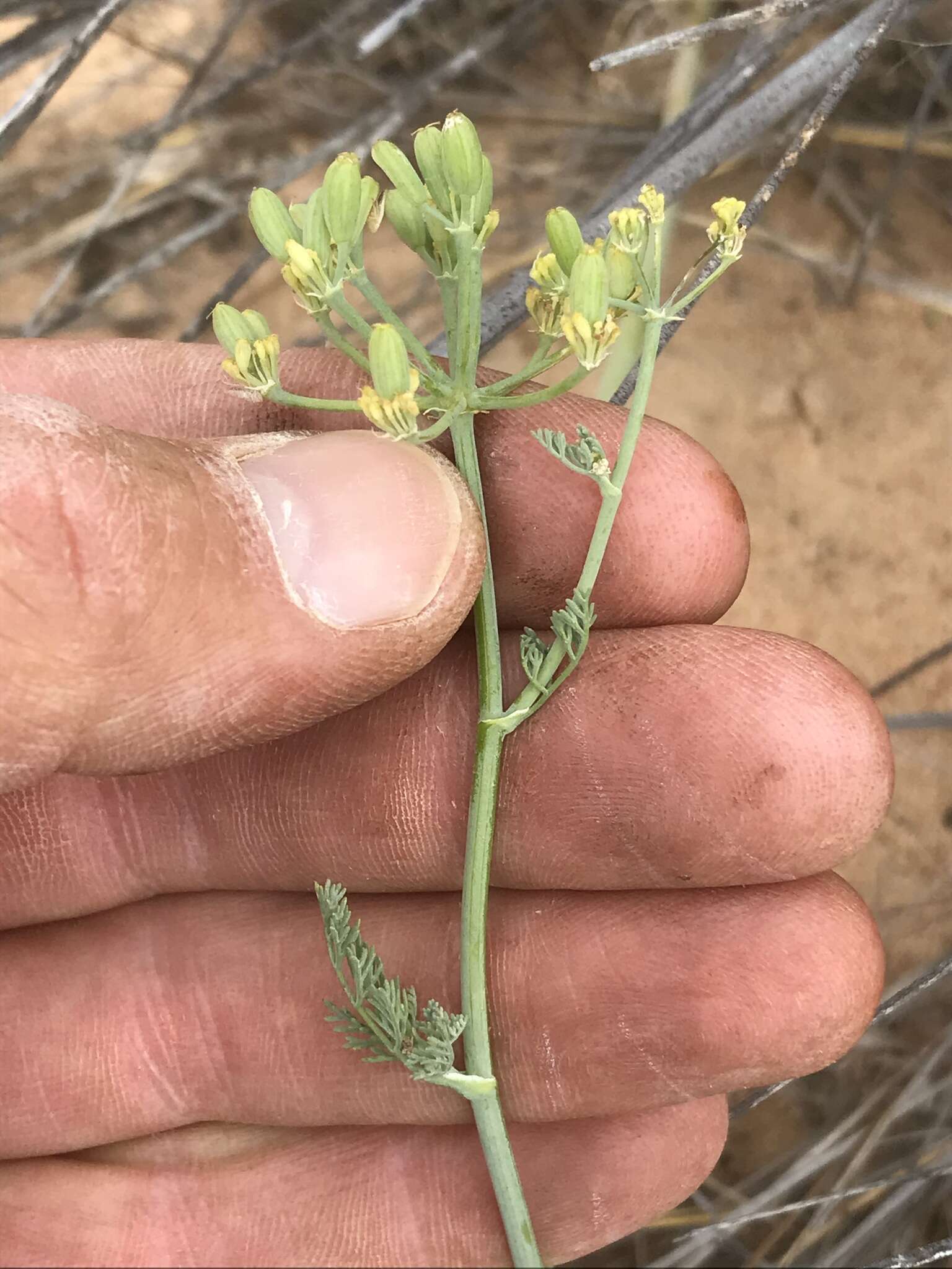 Image of Capnophyllum leiocarpon (Sond.) J. C. Manning & P. Goldblatt