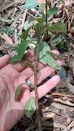 Image of Peperomia tequendamana Trel.