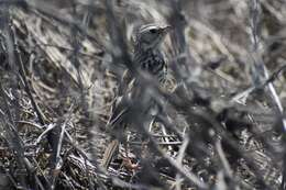 Image of Peruvian Pipit