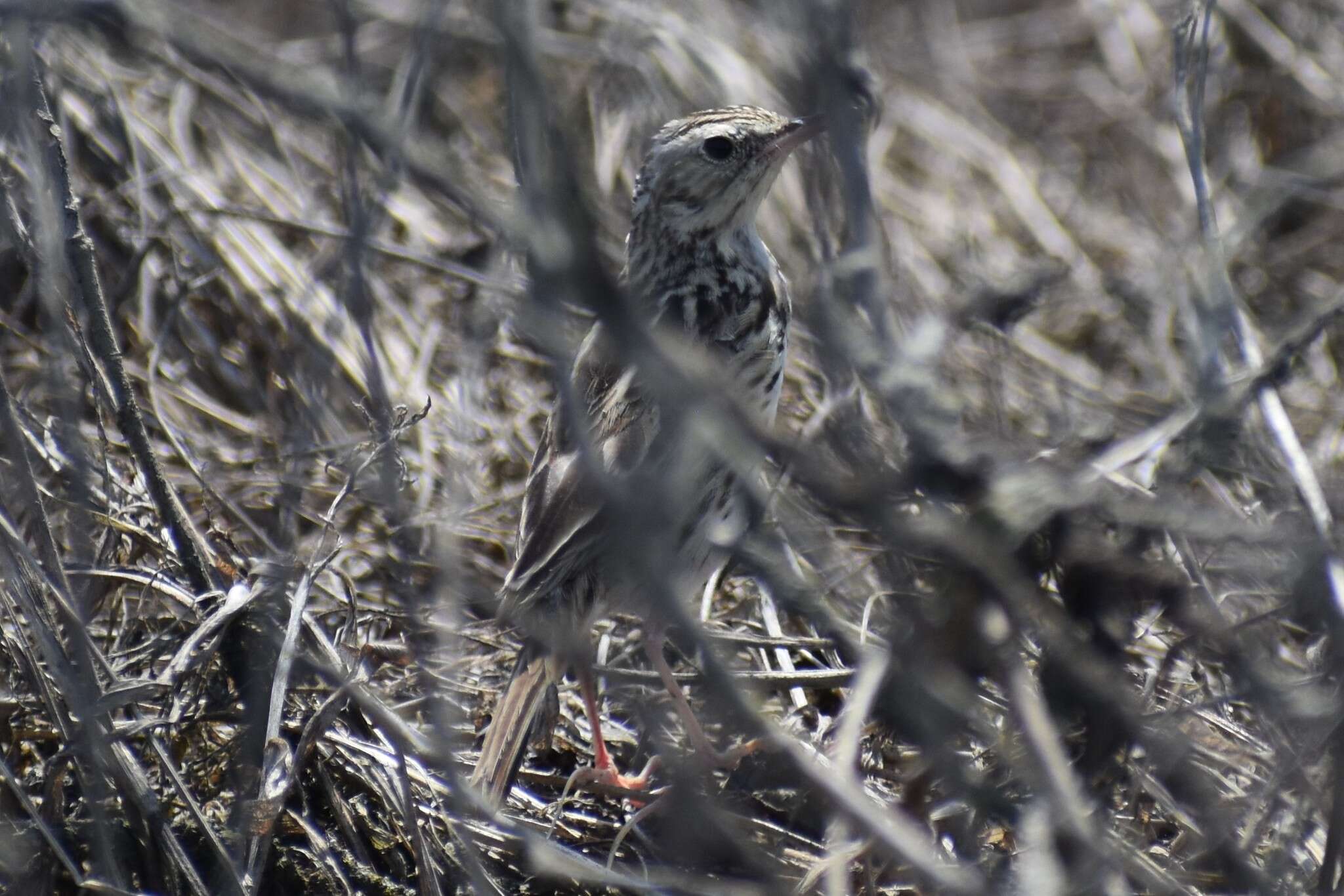 Image of Peruvian Pipit