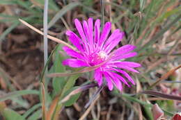 Imagem de Delosperma lavisiae L. Bol.