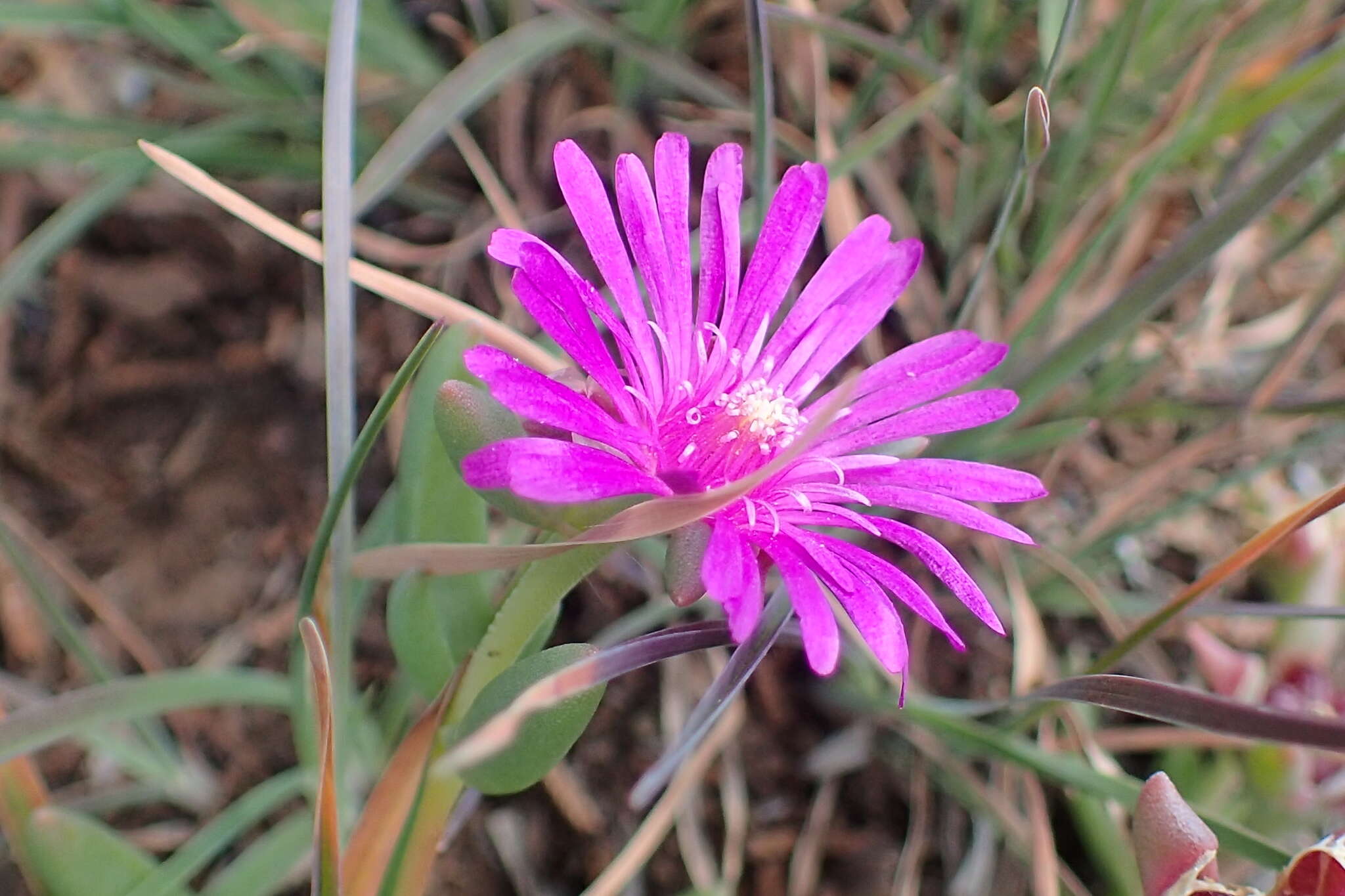 Imagem de Delosperma lavisiae L. Bol.