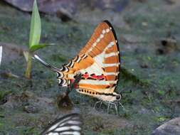 Image de Graphium aristeus (Stoll 1780)