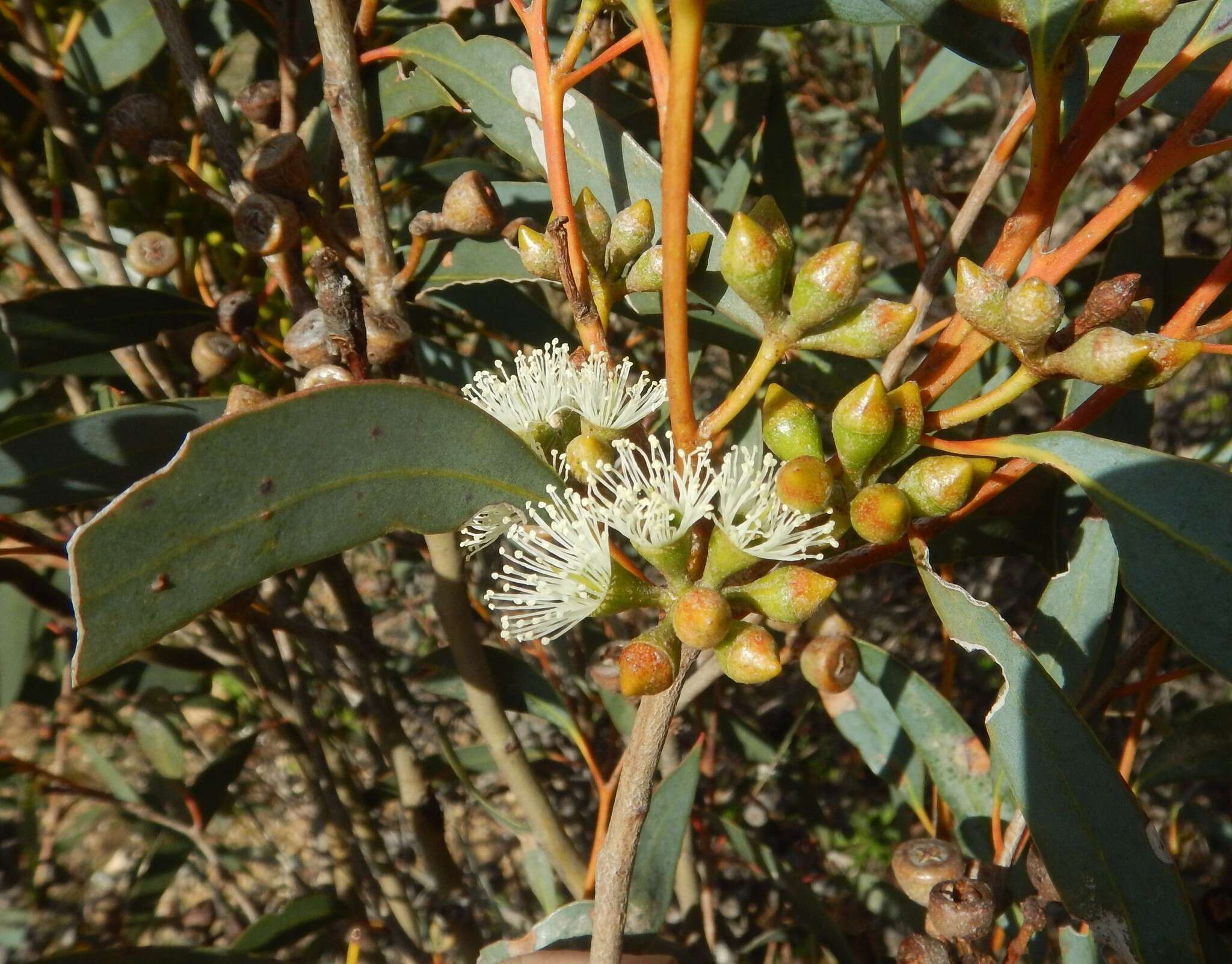 Image of Coastal White Mallee