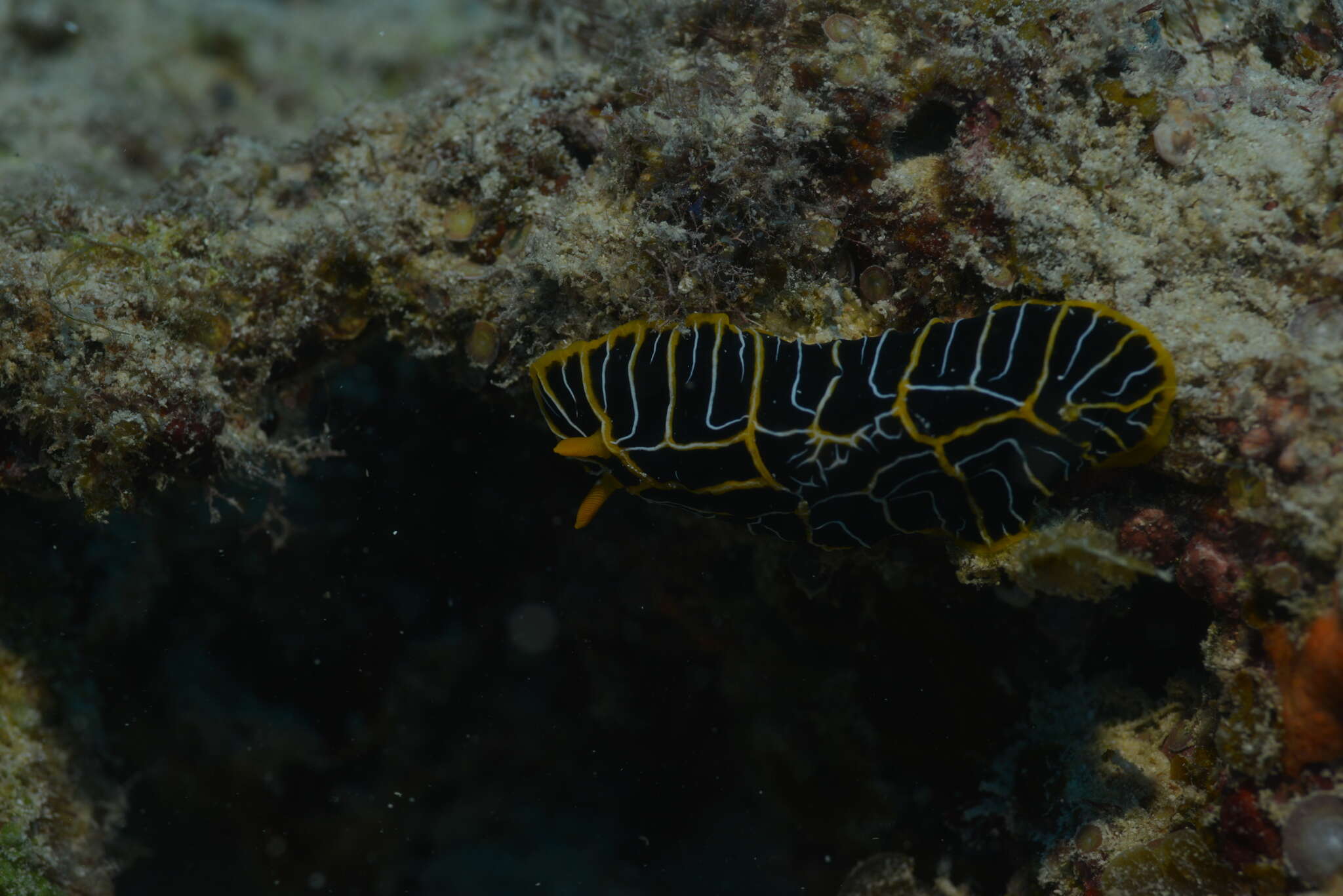 Image of Orange ridge black slug