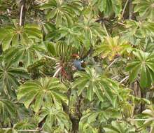 Image of Gray-breasted Mountain-toucan