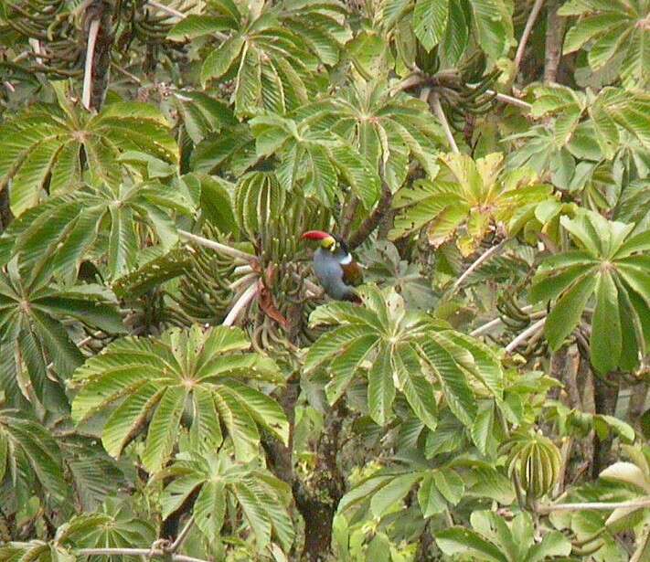 Image of Gray-breasted Mountain-toucan