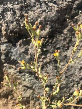 Imagem de Hazardia squarrosa var. grindelioides (DC.) W. D. Clark