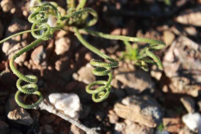 Imagem de Albuca viscosa L. fil.