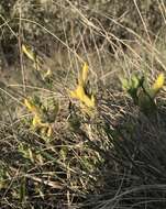 Cytisus triflorus Lam.的圖片