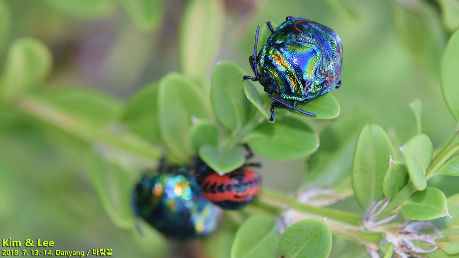 Image of Poecilocoris Dallas 1848