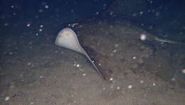 Image of Spiny Butterfly Ray