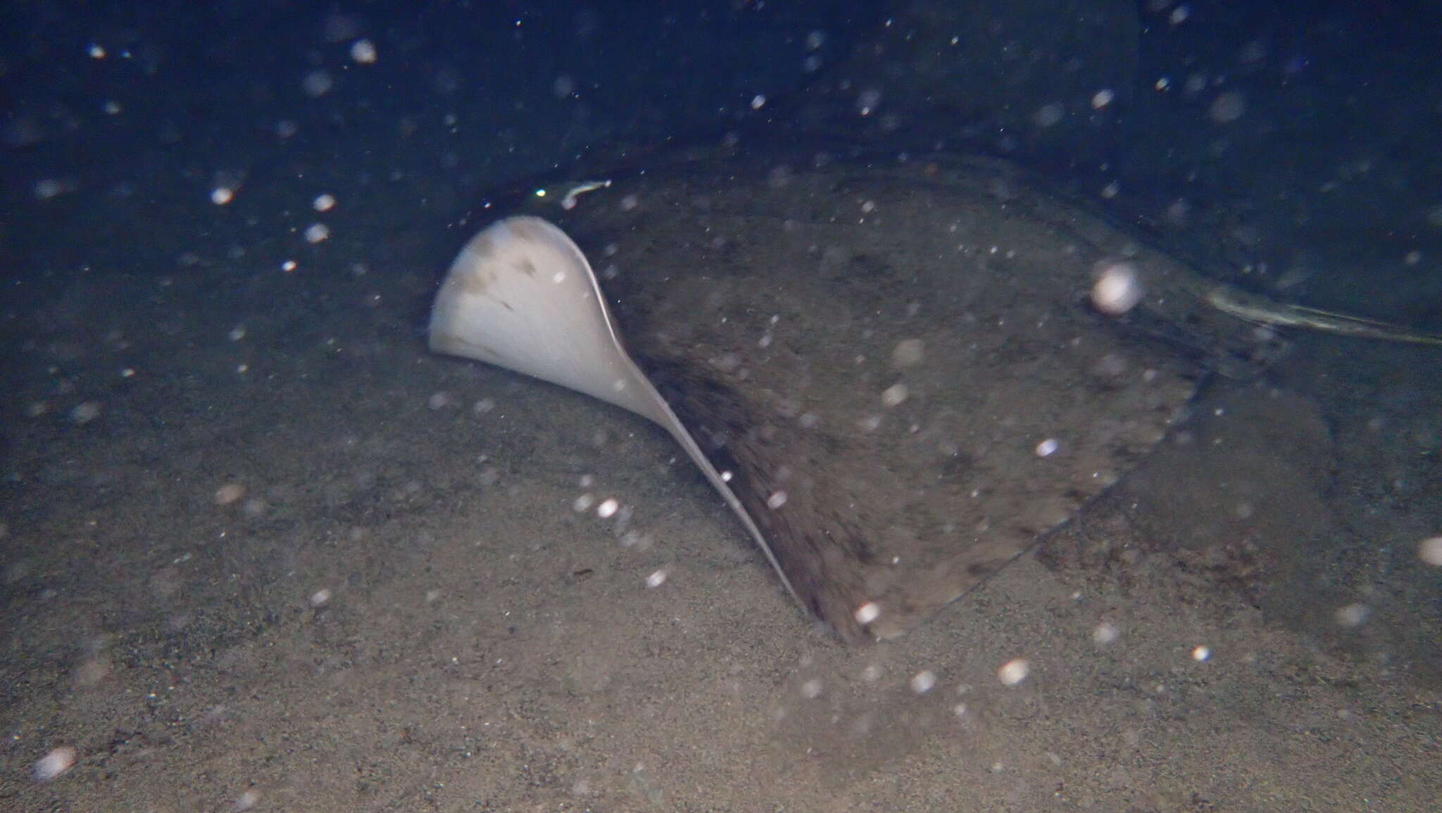 Image of Spiny Butterfly Ray