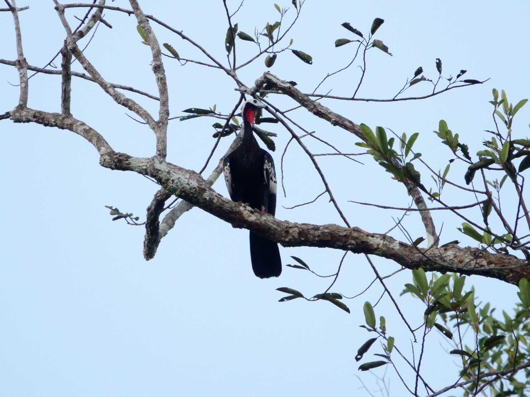 Image of Red-throated Piping Guan