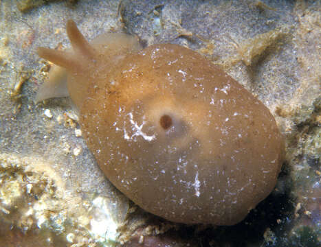 Imagem de Berthella caledonica (Risbec 1928)