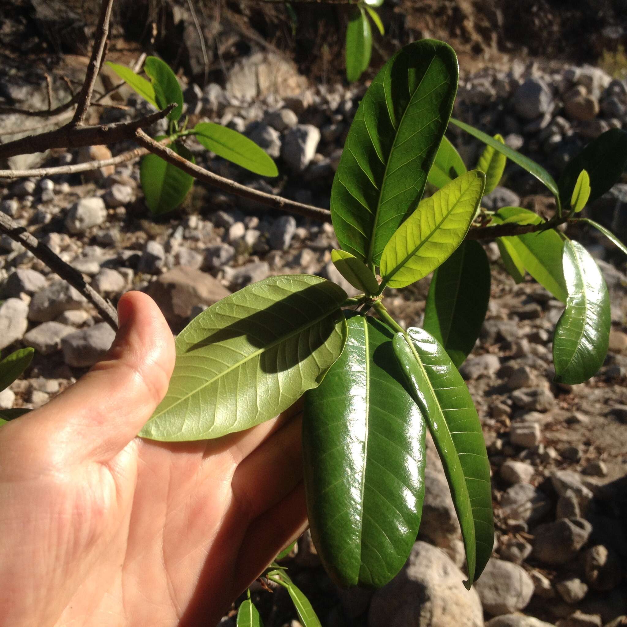 Ficus maxima Mill.的圖片