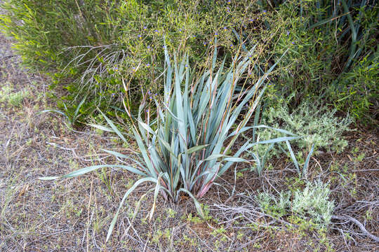 Image of Dianella revoluta var. divaricata (R. Br.) R. J. F. Hend.