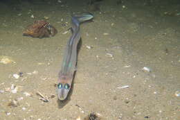 Image of Little conger eel