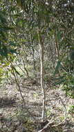 Imagem de Eucalyptus diversifolia subsp. diversifolia