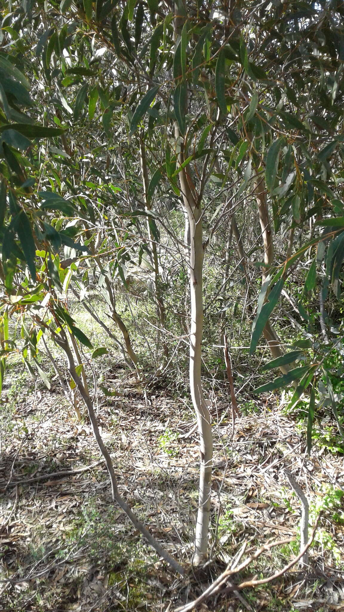 Image of Eucalyptus diversifolia subsp. diversifolia