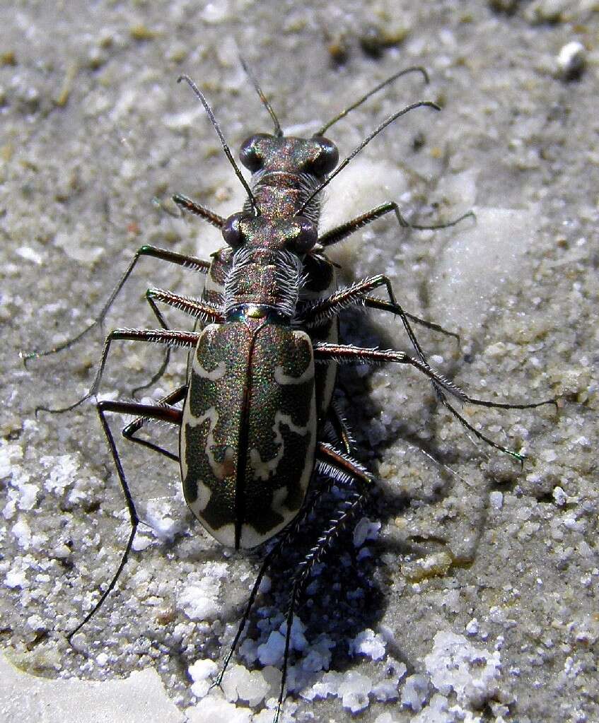 Image of Cylindera (Eugrapha) trisignata (Dejean 1822)