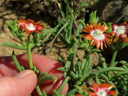 Image of Delosperma multiflorum L. Bol.