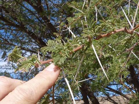 Vachellia tortilis subsp. heteracantha (Burch.) Kyal. & Boatwr.的圖片