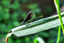 Image of Matrona cyanoptera Hämäläinen & Yeh 2000