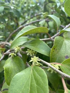 Image of Ceylon gooseberry