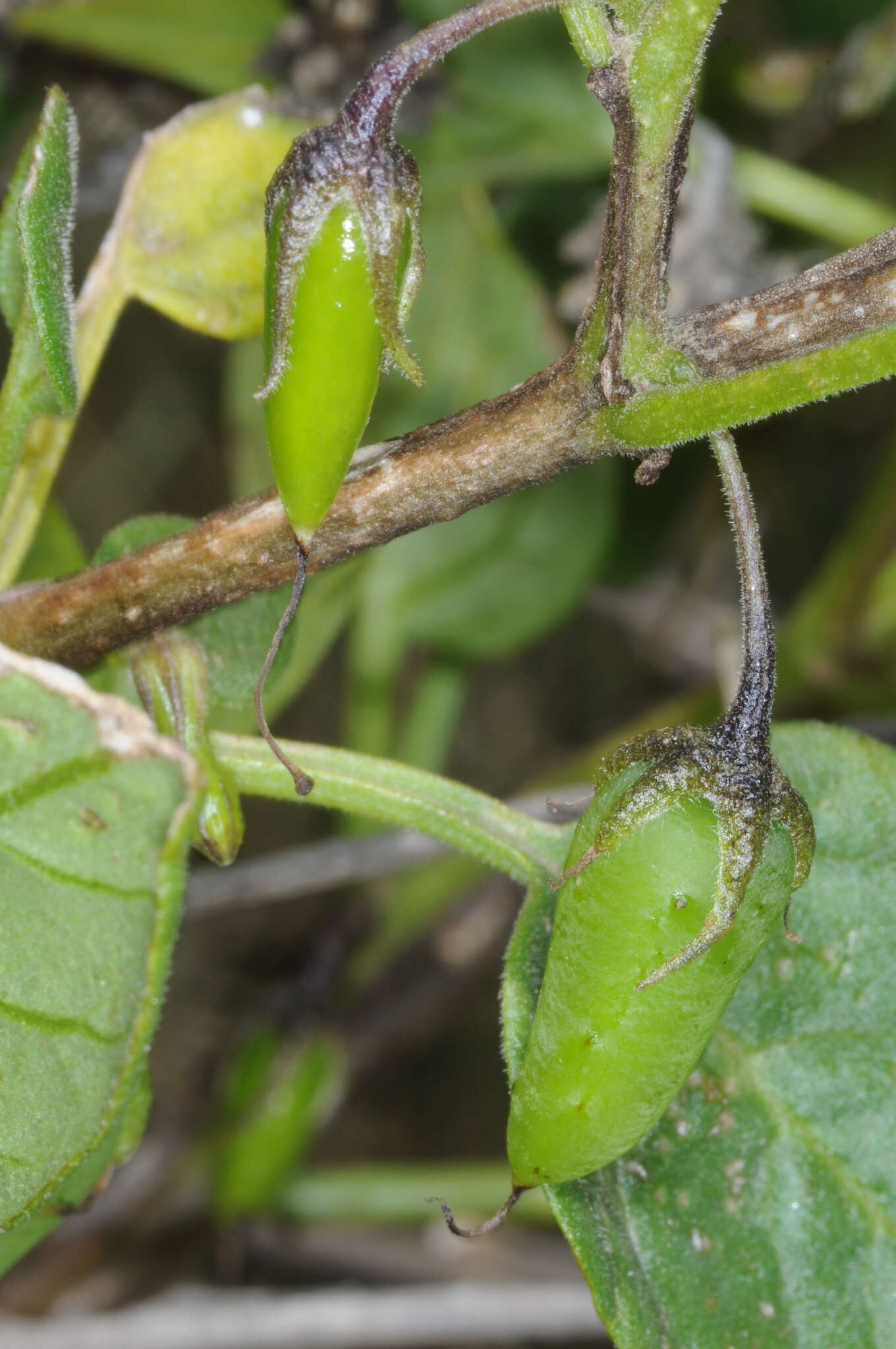 Image of Salpichroa scandens Damm.