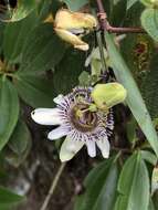 Image of Passiflora indecora Kunth