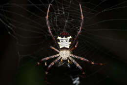 Image of Argiope vietnamensis Ono 2010