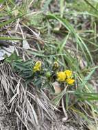 Слика од Crotalaria brevis Domin