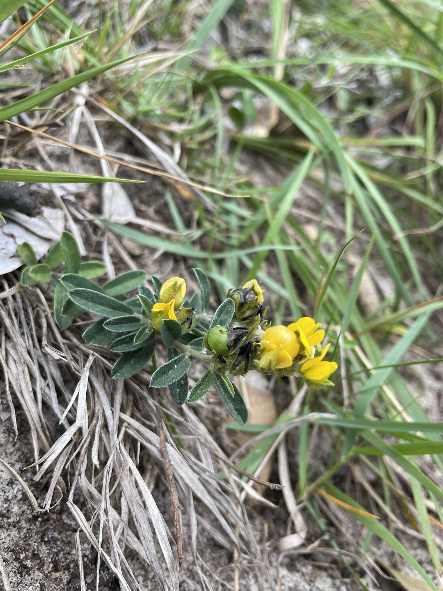 Слика од Crotalaria brevis Domin